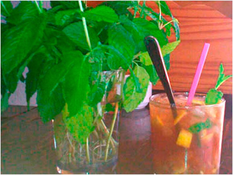restaurante Puerto Escondido las Negras. Cocktails-Mojito. Restaurante en Cabo de Gata